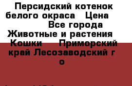 Персидский котенок белого окраса › Цена ­ 35 000 - Все города Животные и растения » Кошки   . Приморский край,Лесозаводский г. о. 